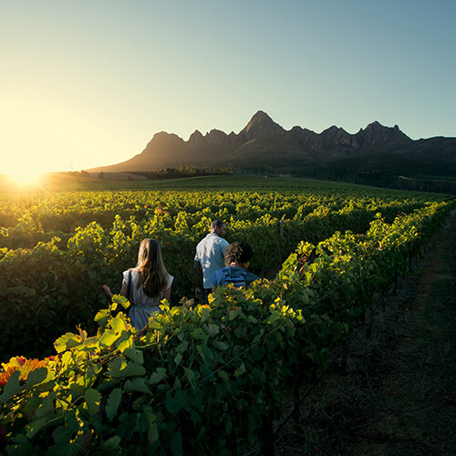 People walking through a vineyard in the Cape Winelands