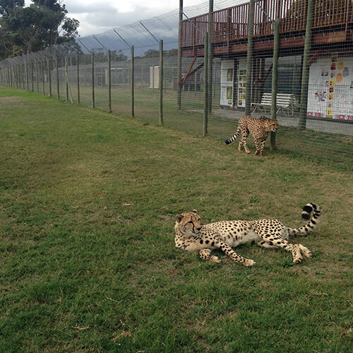 Cheetahs at Cheetah Outreach in Somerset West