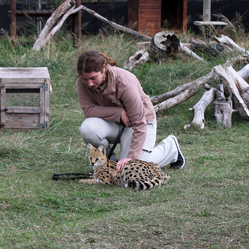Serval and volunteer at Cheetah Outreach in Somerset West