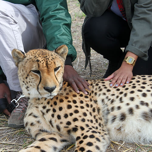 Cheetah encounter at Cheetah Outreach in Somerset West