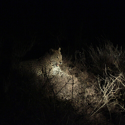 A leopard hunting at night in the Kruger National Park