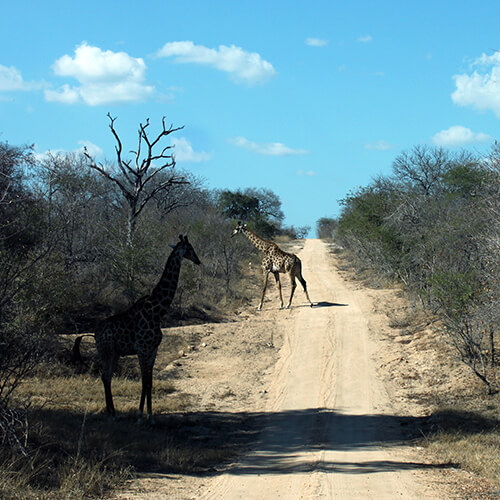 Two giraffe crossing a path in the Kruger National Park