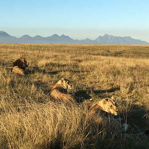Lions at Botlierskop Private Game Reserve