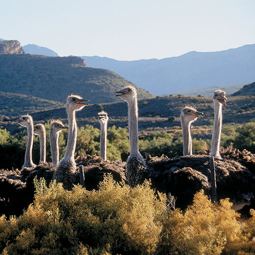 Ostriches on the Garden Route