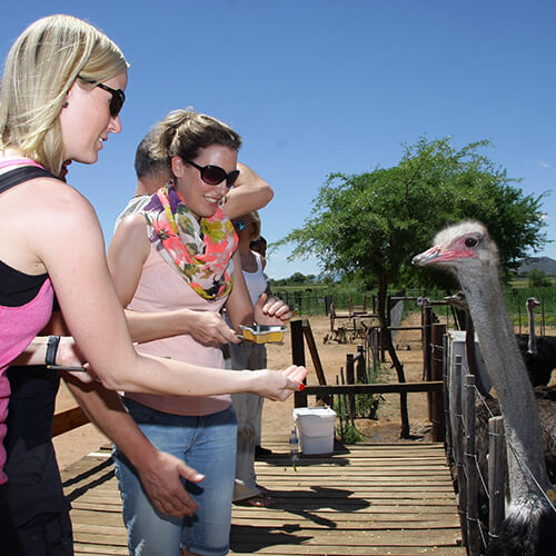 Feeding ostriches at an ostrich farm