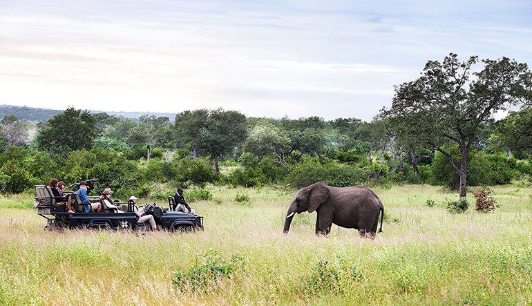 Elephant spotted on safari game drive in the Kruger National Park