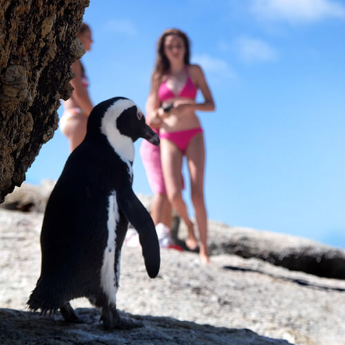 Penguin at Boulders Beach by Tony Staadecker
