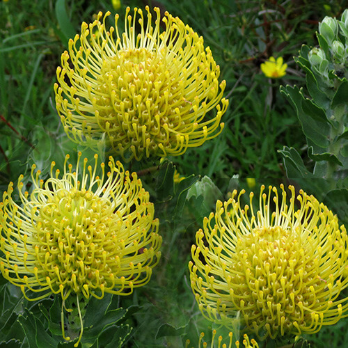 Pin cushion protea at Kirstenbosch National Botanical Gardens by Tony Staadecker