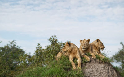 African Animal Facts: Interesting Facts About Lions