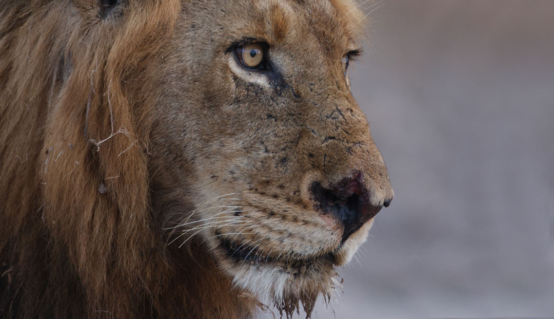 The History of the Infamous Sabi Sands Mapogo Lion Coalition