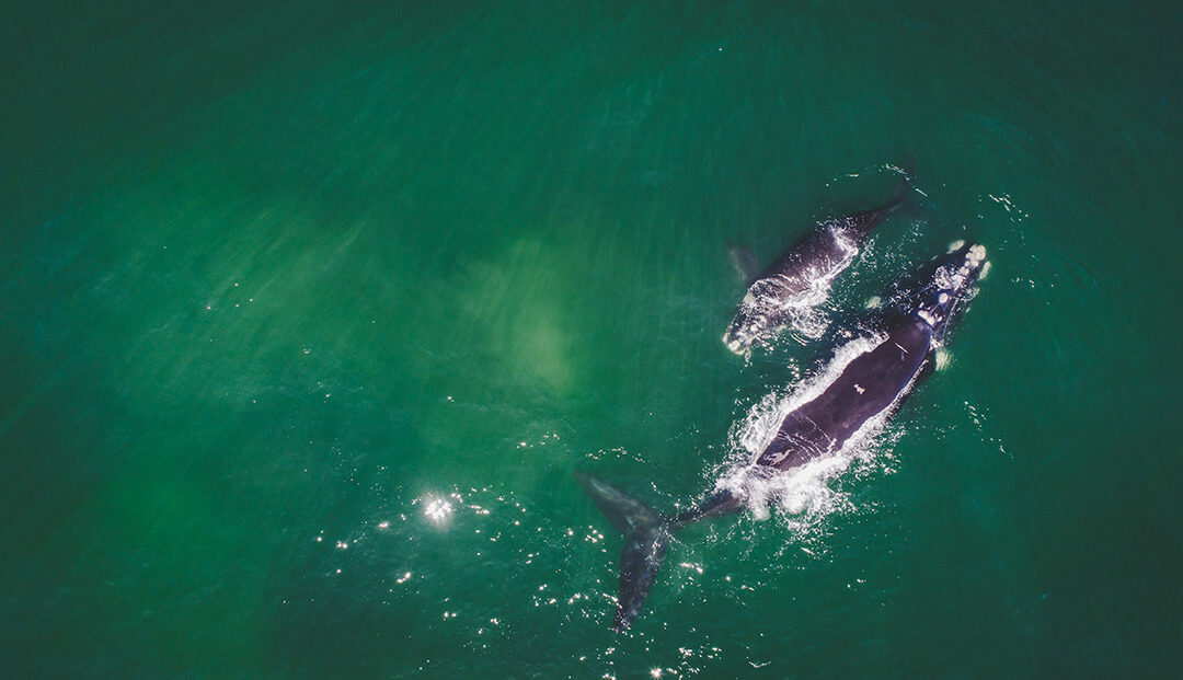 The Best Viewing Points, Boat Trips and Festivals for Whale Watching in Hermanus