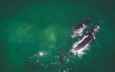 The Best Viewing Points, Boat Trips and Festivals for Whale Watching in Hermanus