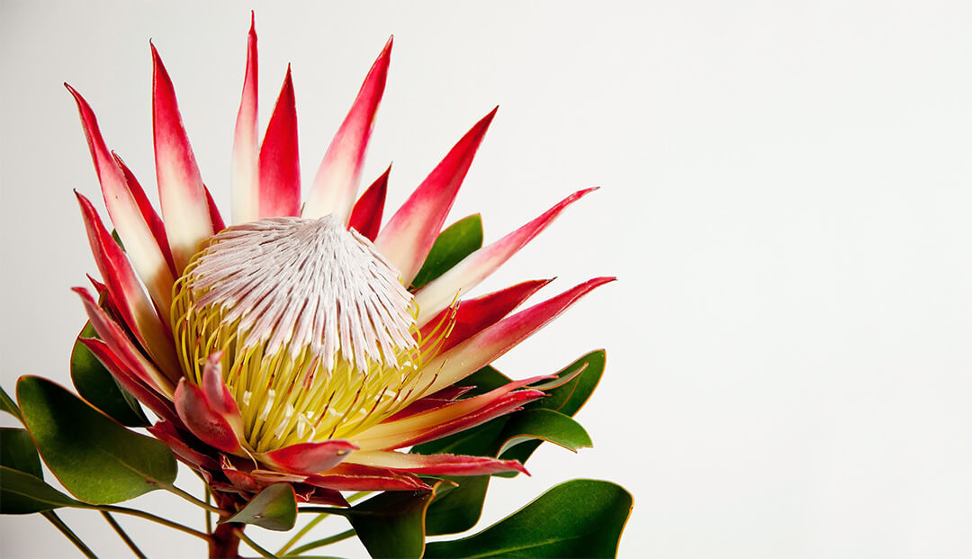 South Africa national flower King Protea