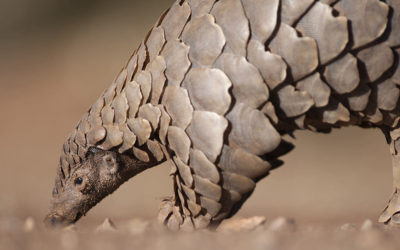 African Animal Facts: Interesting Facts About Pangolins