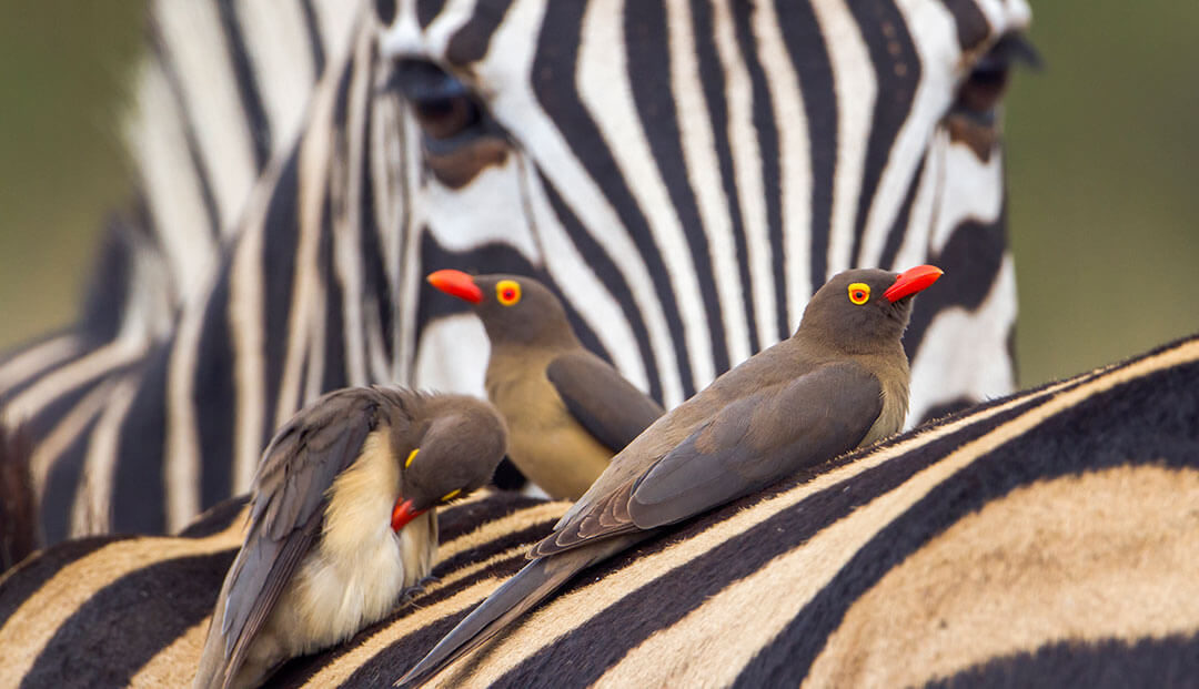 Three Buffalo-Weaver birds sitting on a zebra in the Kruger National Park in South Africa