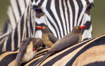 The Little Five: Africa’s Smaller Must-See Animals on Safari