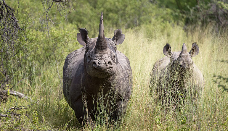 Two rhino in the Moremi in Botswana