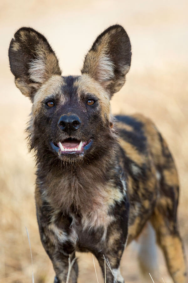 Portrait close up picture of African wild dog