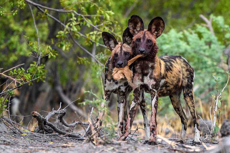 Two African wild dogs eating a kill
