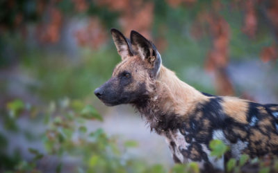 African Animal Facts: Interesting Facts About Wild Dogs