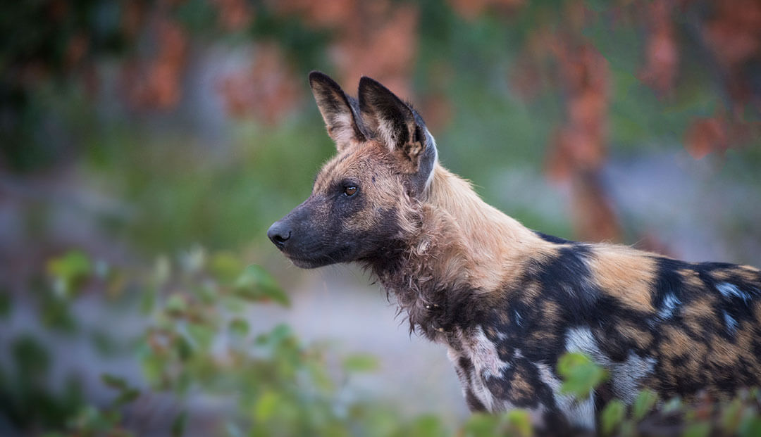 do african wild dogs have good hearing