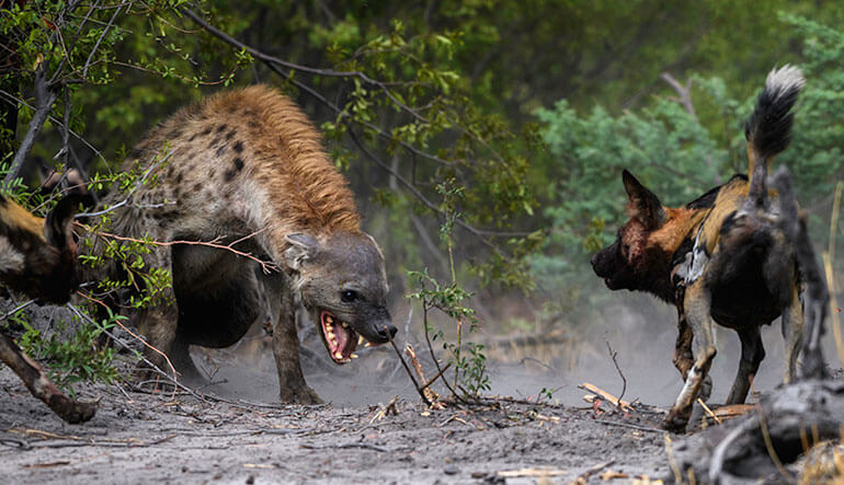 Hyena fighting an African wild dog