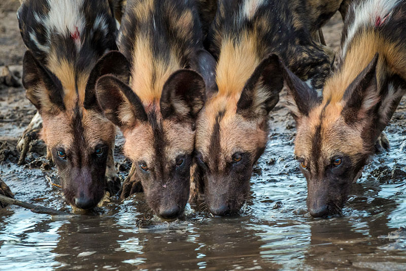 African wild dog pack drinking water at watering hole