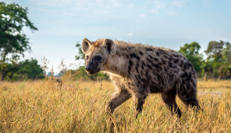 Close up of a hyena 