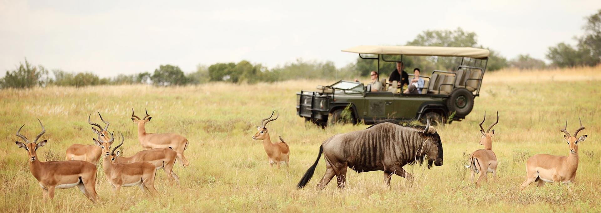 Wildebeest and impala on safari game drive at Camp Jabulani