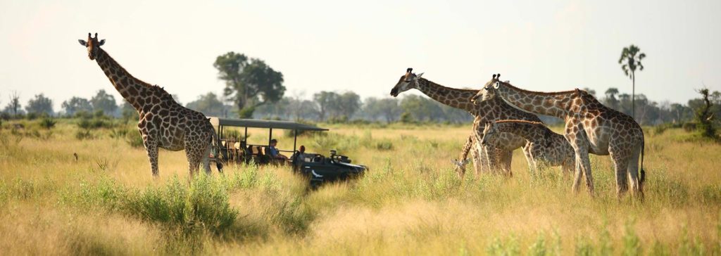 Herd of giraffe on safari game drive in Okavango Delta