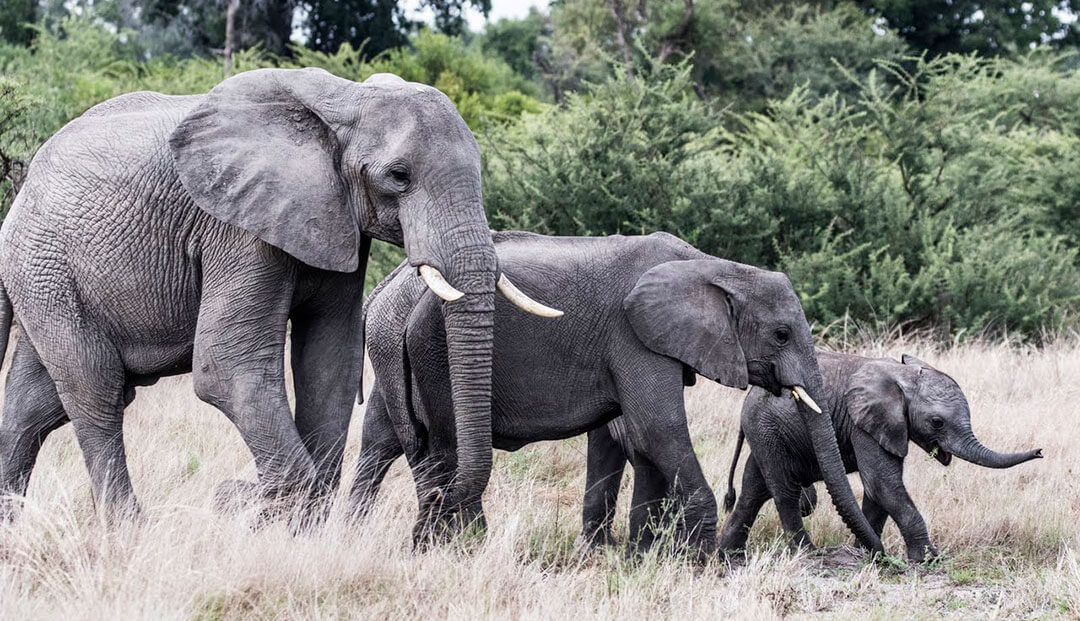 Elephant family captured in Botswana Okavango Delta