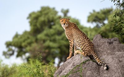 African Animal Facts: Interesting Facts about Cheetahs