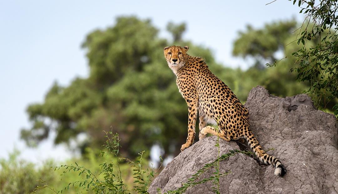 African Animal Facts: Interesting Facts about Cheetahs | African Safari