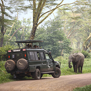 Elephant sighting during safari game drive