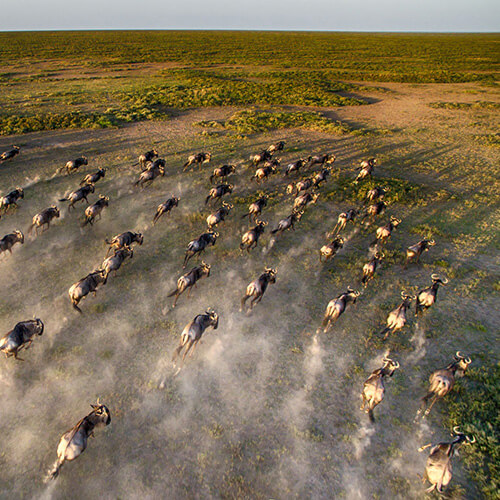 Aerial shot of wildebeest herd running through the Serengeti