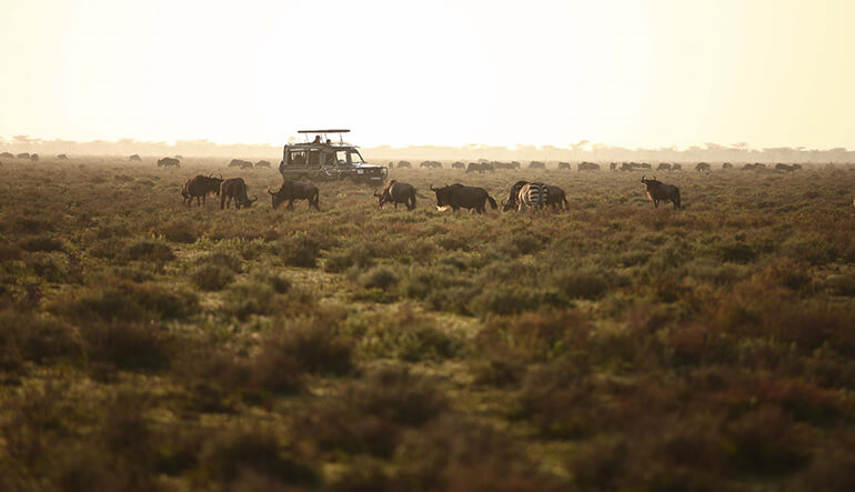 On safari in the Serengeti