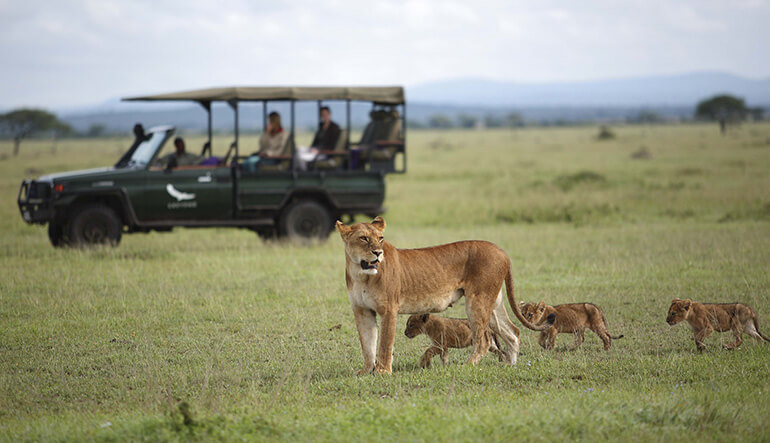 Lioness and three cubs on safari game drive in the Serengeti in Tanzania