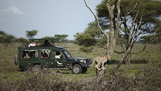 Cheetah sighting in the Serengeti while on safari