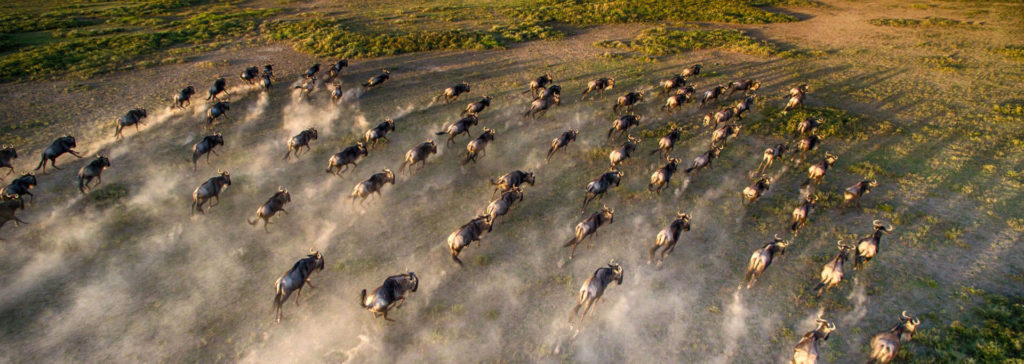 Aerial shot of wildebeest herd running through the Serengeti