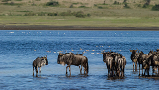 Herd of wildebeest during the Great Migration