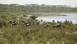 Wildebeest in the Great Migration in Serengeti National Park