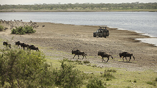 Safari game drive in the Serengeti Tanzania during the Great Migration
