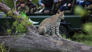 Leopard sighting during safari in the Sabi Sands Game Reserve of the Kruger National Park in South Africa