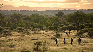 Group of people enjoying a walking safari Sabi Sands Game Reserve of the Kruger National Park in South Africa