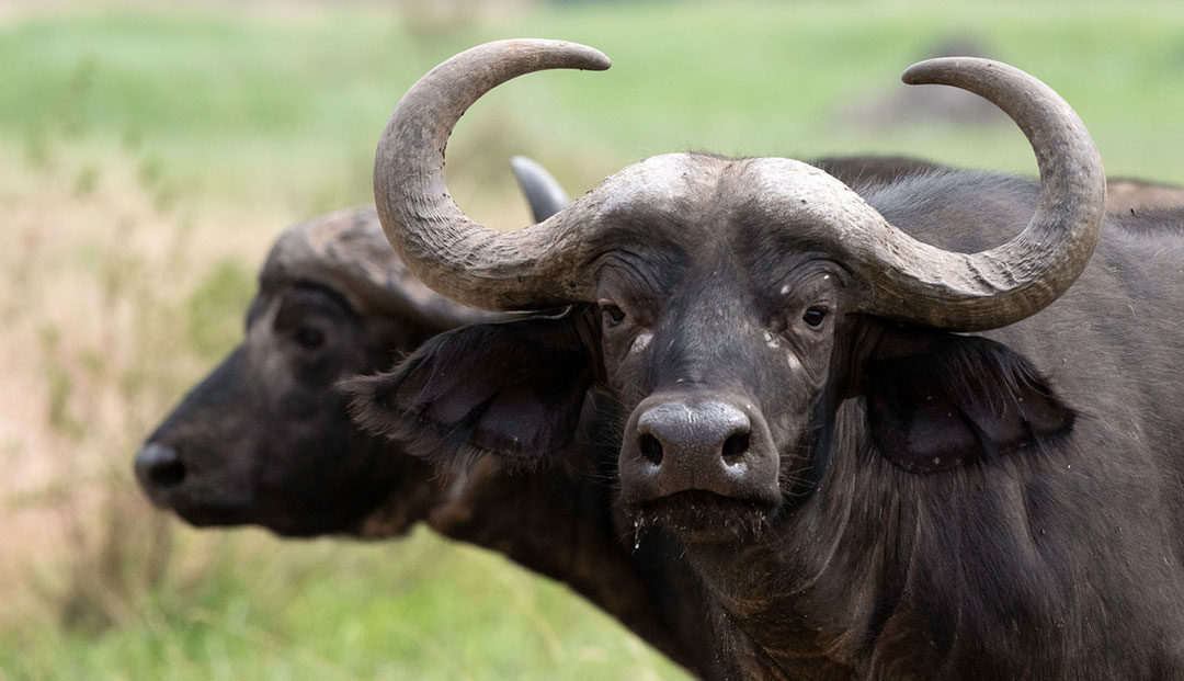 Close up image of two African buffalos