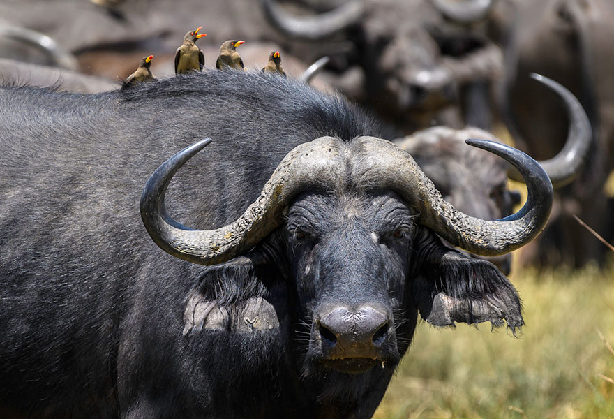 Africa buffalo with oxpecker birds on his back