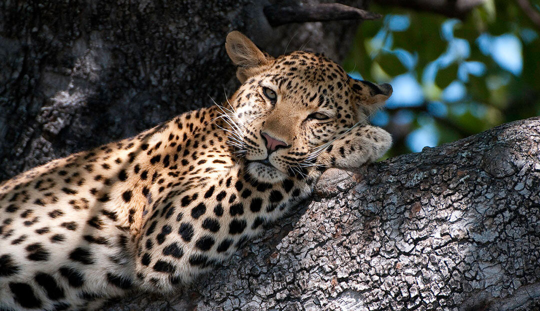 African Animal Facts: Interesting Facts about Leopards