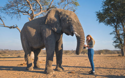 Ethical Elephant Encounters in the Kruger