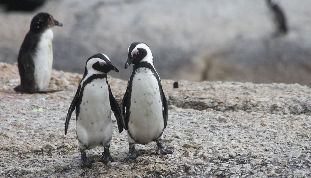 Two penguins at Boulders Beach in Cape Town