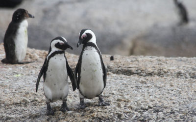 African Animal Facts: Interesting Facts About Penguins